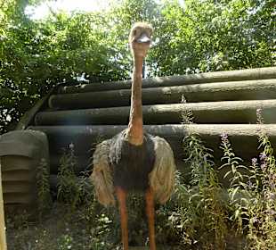 Mit dem Jeep unterwegs