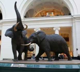 Elefantenbullen im Field Museum