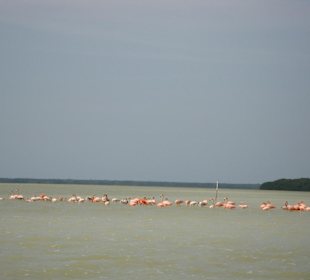 In der Lagune von Celestun, Flamingo Kolonie