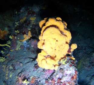 Coral