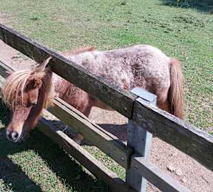 Wildpark Osterzgebirge
