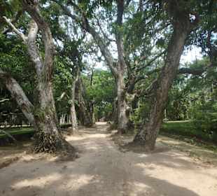 Szenerie im Botanischen Garten