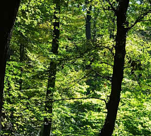 Herbstspaziergang durch den Hasbruch