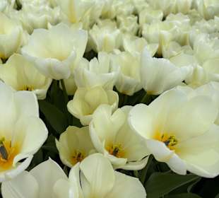 Floratuin Julianadorp