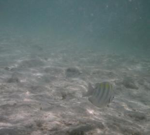 Unterwasser