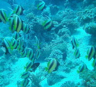 Tauchen bei der Dive Connection