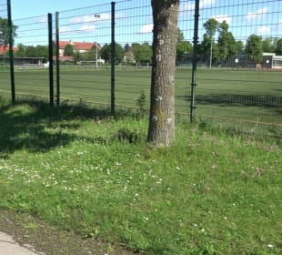 Sportplatz 1 (Rasen) Herlazhofer