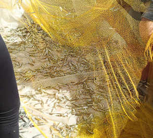 Fischer beim Sardinen