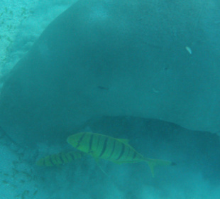 Dugong gesichtet!
