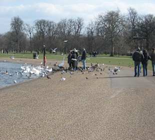 Passeggiata lungo the Serpentine Lake