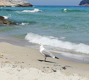 Strand Skala Potamias