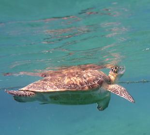 Schnorcheln Marsa Alam