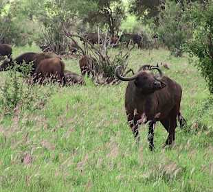 Büffelherde,Tsavo West