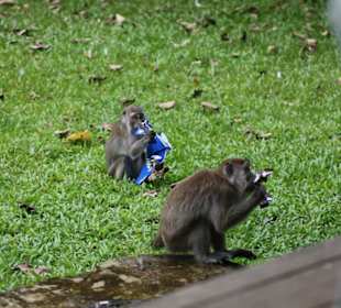 Diebeszug erfolgreich - Makaken Action