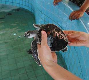 Turtle
