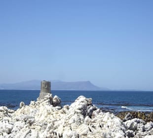 Stoney Point African Penguin Breeding Colony