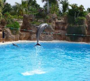 Delfin Show