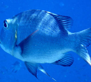 Schnorcheln Makadi Bay