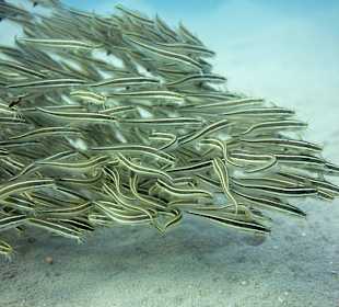 Schwarmfische am Hausriff