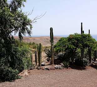 Richtung Greifvogelshow