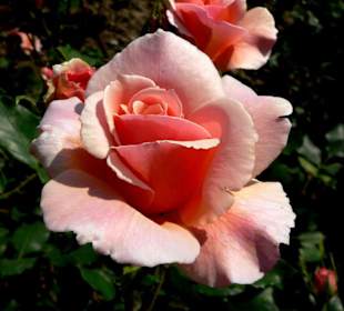 Buga 07 Rose aus dem Rosengarten