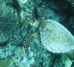 Davon gab es mehrere