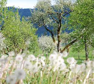 Blütenmeer am Ossiacher See