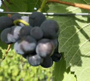 Im Oktober in den Weinbergen von Sommerach