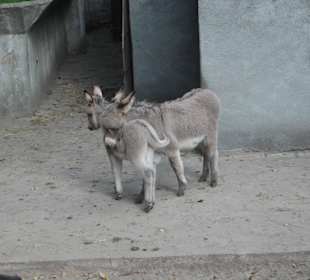 Zoo Warszawa