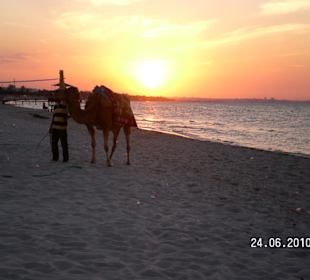 Kamelreiten im Sonnenuntergang