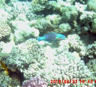 Papageienfisch