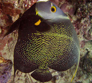 Unterwasserwelt Sosua Divecenter Merlin