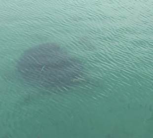 Rochen im Hafenbecken von Morro Jable