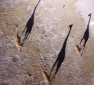 Schatten der Giraffen