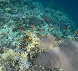 Schnorcheln Makadi Bay