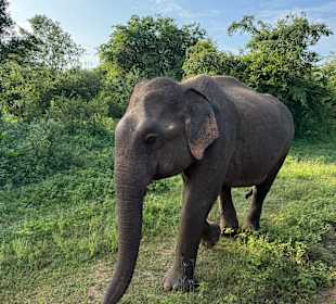 Udawalawe Nationalpark