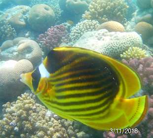 Schnorcheln Makadi Bay