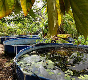 Rundgang durch die Idylle von Mimi´s Eco Farm
