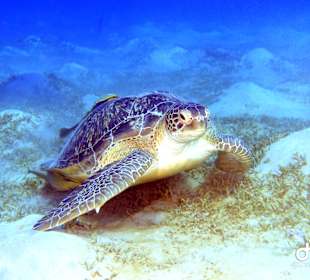 Schnorcheln Makadi Bay