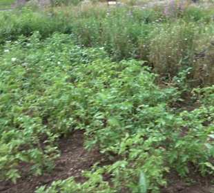 ALB-GOLD Naturgarten