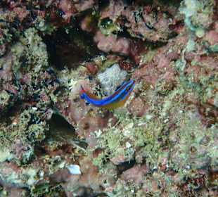 Unterwasserwelt Musandam