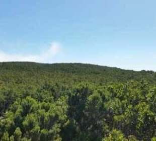 Lorbeerwald und grüne Kanareninsel