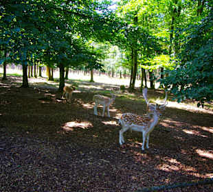 Für die Kamera in Pose