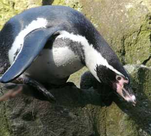 Pinguine
