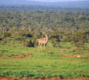 Kudu-Bock