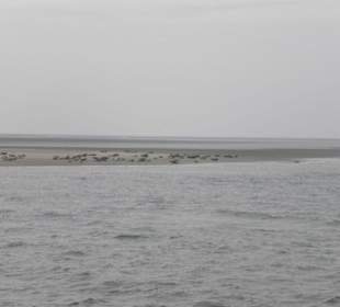 Seehundbank Tegeler Plate