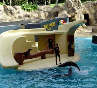 Loro Park Seelöwen Show