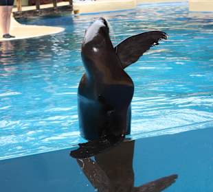 Seelöwenshow