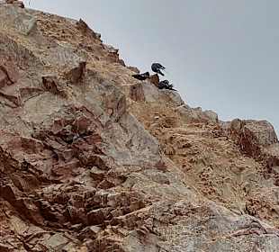 Ausflug Ballestas Inseln