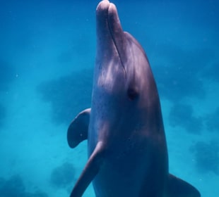 Neugieriger Delfinnachwuchs